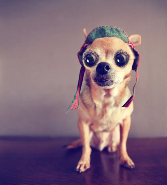 Chihuahua with big eyes — Stock Photo, Image