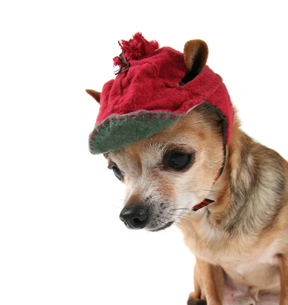 Chihuahua in cappello invernale — Foto Stock