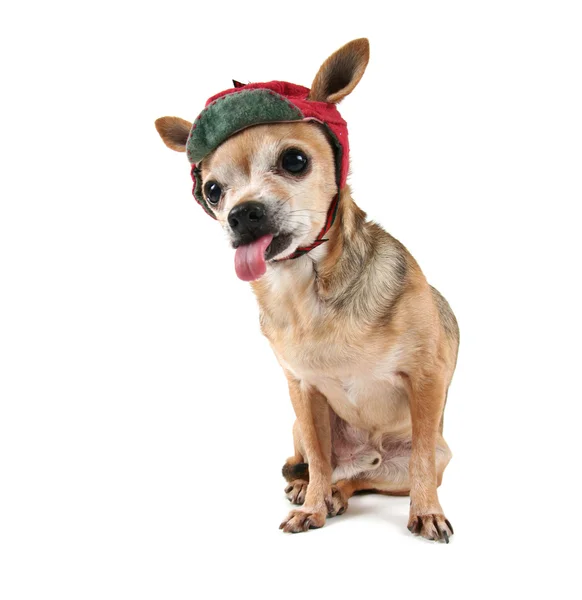 Chihuahua i vinter mössa — Stockfoto