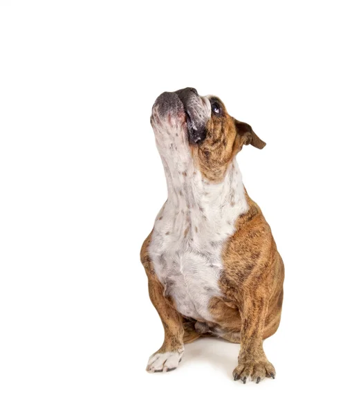 Bulldog begging — Stock Photo, Image