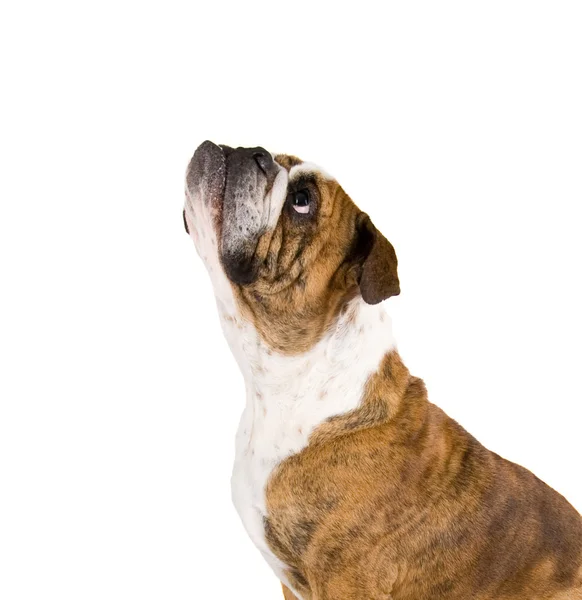Bulldog rukoilee — kuvapankkivalokuva