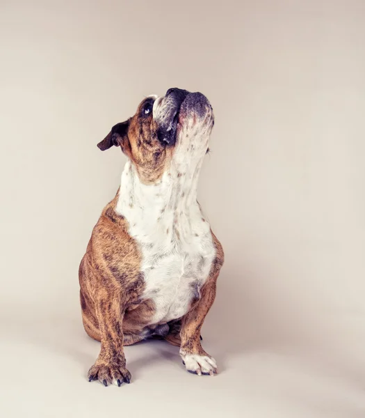 Bulldog mendigando —  Fotos de Stock