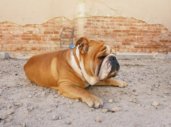 Bulldog nel vicolo — Foto Stock