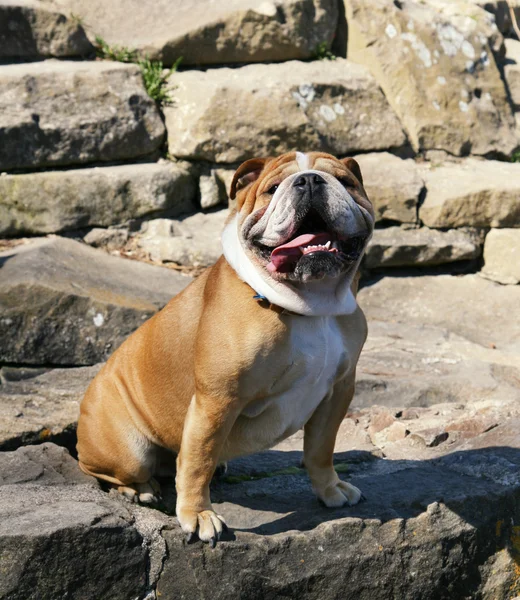 Bulldog em algumas rochas — Fotografia de Stock