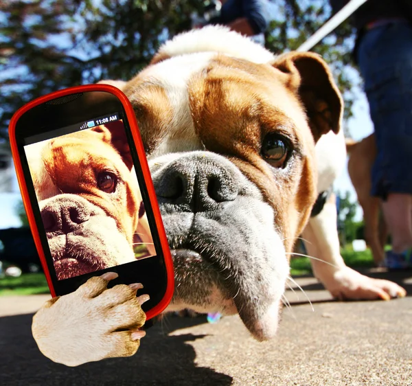 Bulldog figyelembe selfie — Stock Fotó