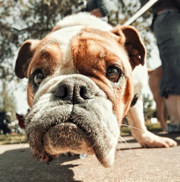 Cute bulldog — Stock Photo, Image