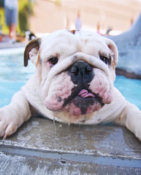 Chien à la piscine locale — Photo