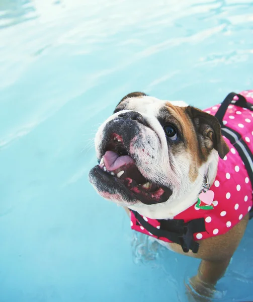 Hond bij lokale zwembad — Stockfoto