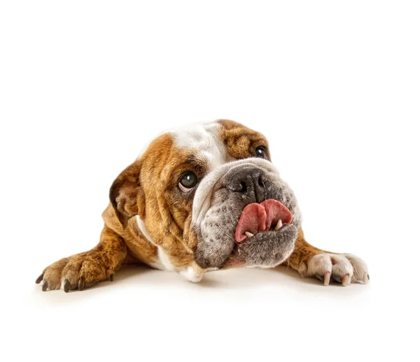 Bettelnde Bulldoggen — Stockfoto