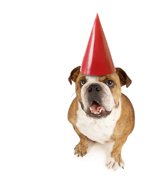 Grande bulldog con cappello di compleanno — Foto Stock