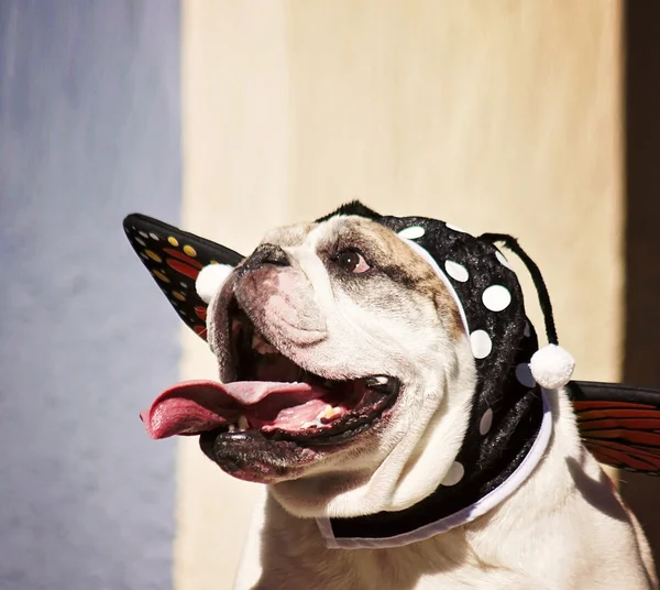 Bulldog in butterfly costume — Stock Photo, Image