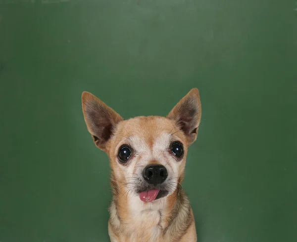 Dog in front of chalkboard — Stock Photo, Image