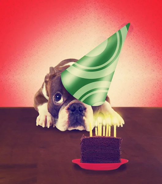 Dog with birthday hat — Stock Photo, Image
