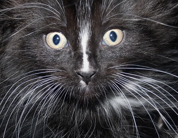 Cara de gato — Foto de Stock