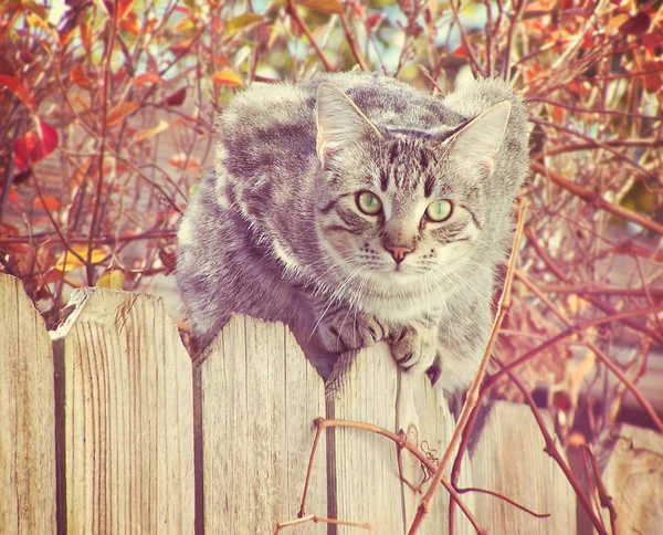 Gato cinza em uma cerca — Fotografia de Stock