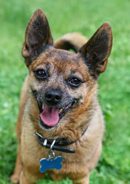 Chihuahua în iarbă — Fotografie, imagine de stoc