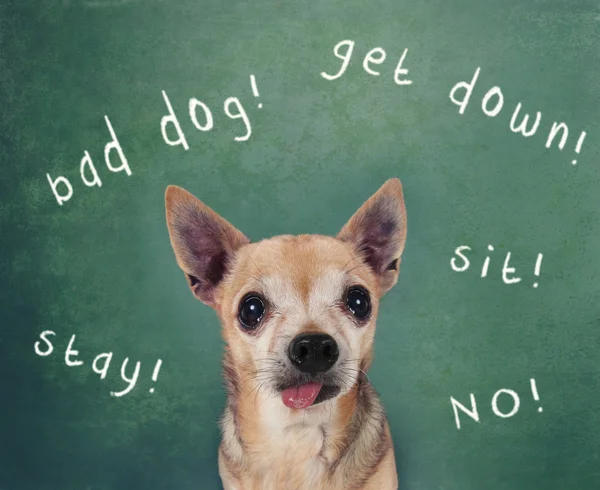 Hond voor schoolbord — Stockfoto