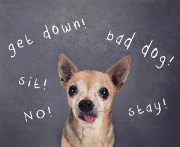 Dog in front of chalkboard — Stock Photo, Image