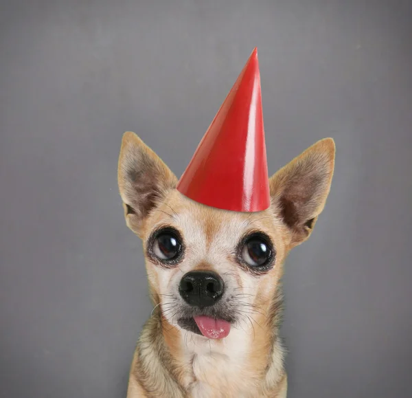 Cão com chapéu de aniversário em — Fotografia de Stock