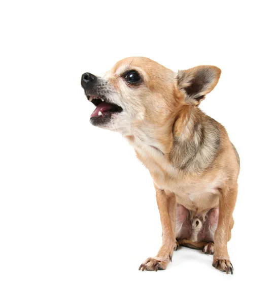 Chihuahua bonito — Fotografia de Stock