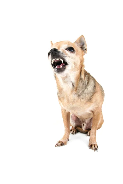 Niedlicher Chihuahua — Stockfoto