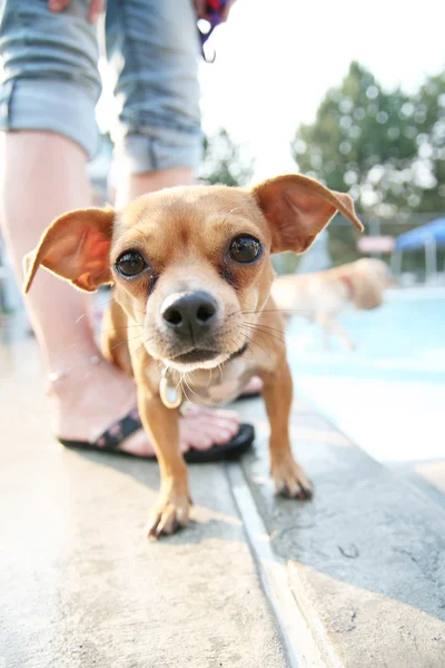 Chihuahua im öffentlichen Pool — Stockfoto