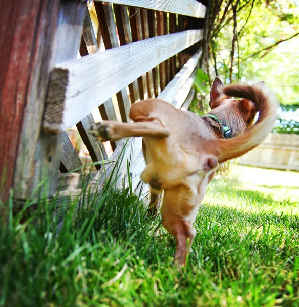 Cute chihuahua peeing — Stock Photo, Image