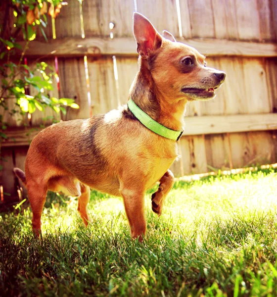 Lindo chihuahua disfrutando al aire libre —  Fotos de Stock