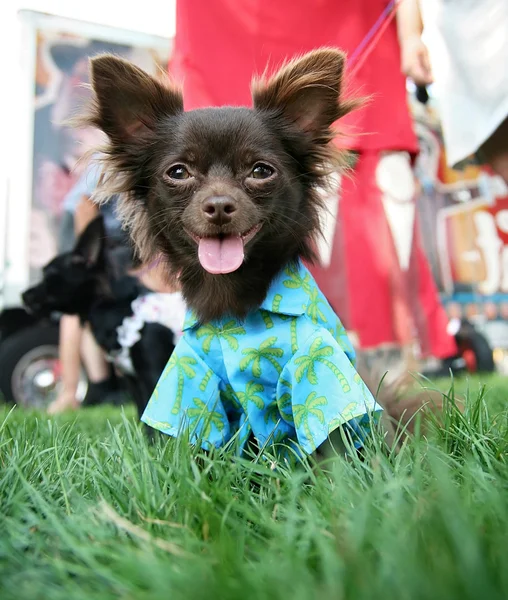 Chihuahua in park met shirt — Stockfoto