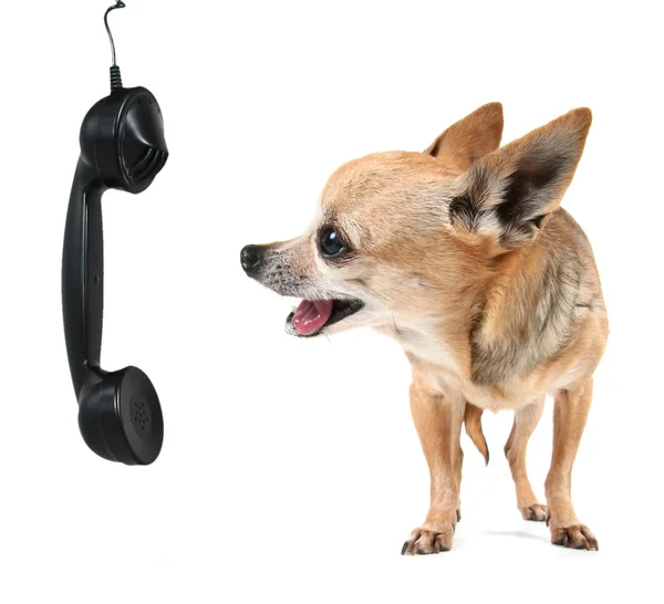 Niedlicher Chihuahua telefoniert — Stockfoto