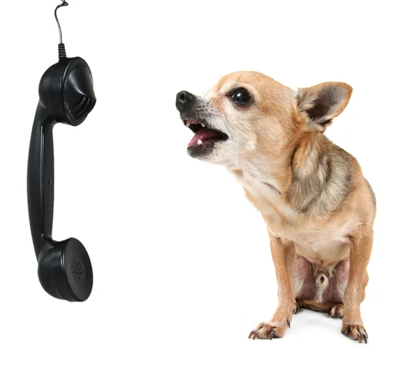 Chihuahua bonito falando ao telefone — Fotografia de Stock