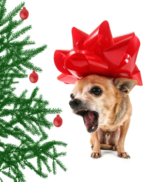 Chihuahua en el arco de Navidad —  Fotos de Stock