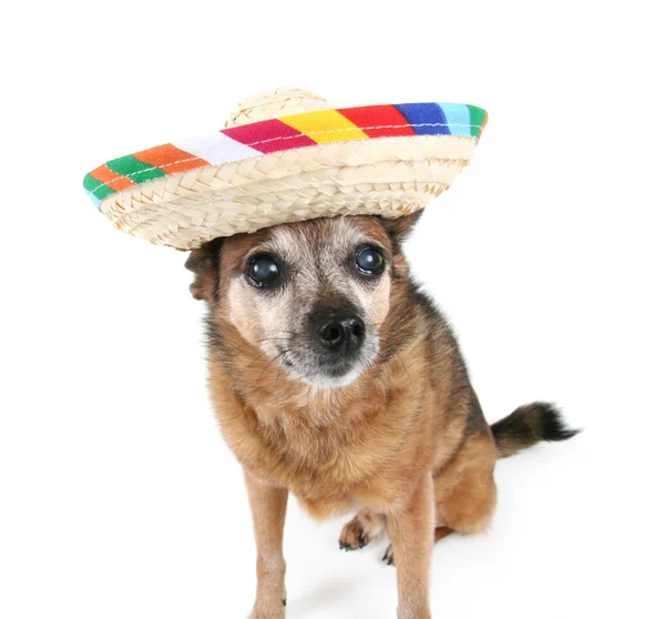 Cute chihuahua in sombrero — Stock Photo, Image
