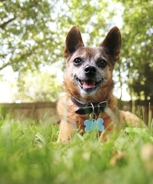 Chihuahua w trawie — Zdjęcie stockowe