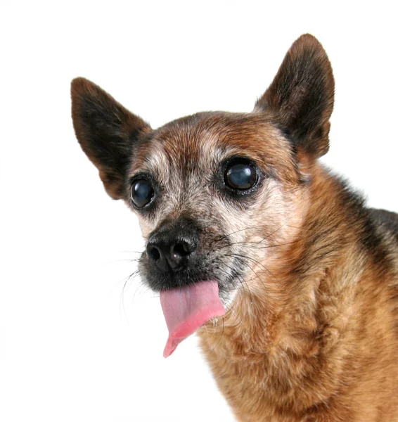 Chihuahua flämtande med tungan ute — Stockfoto