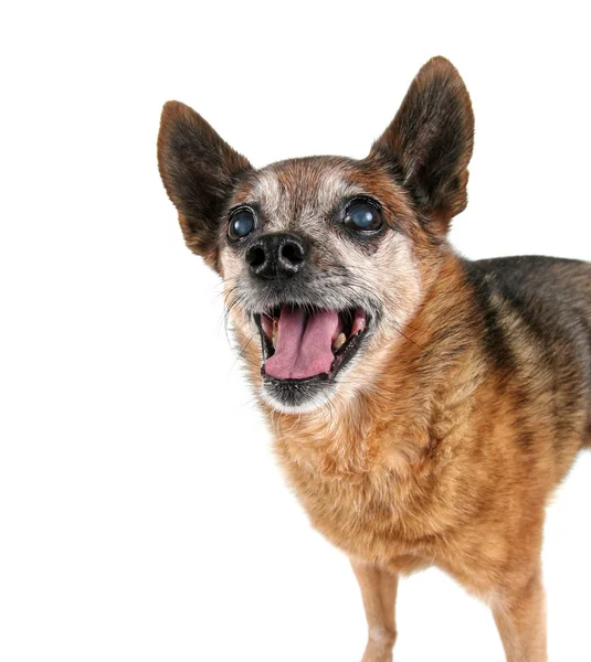 Chihuahua hechelt mit herausgestreckter Zunge — Stockfoto