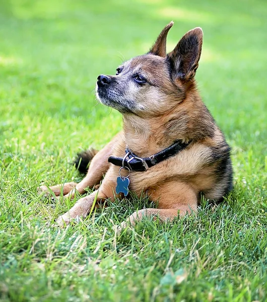 Chihuahua en la hierba —  Fotos de Stock