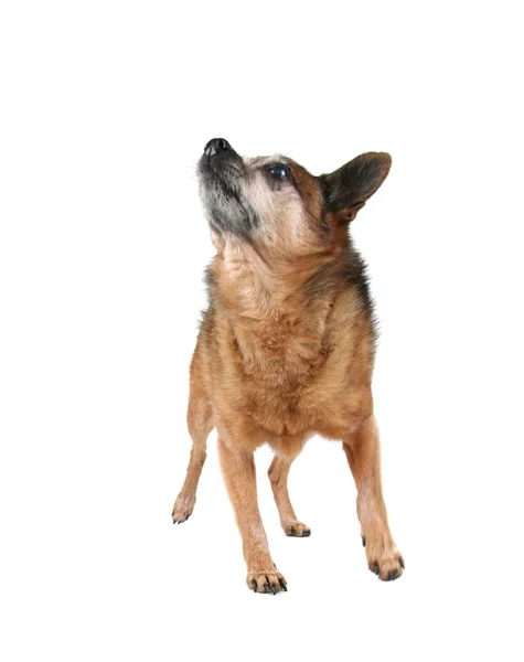 Schattig chihuahua — Stockfoto