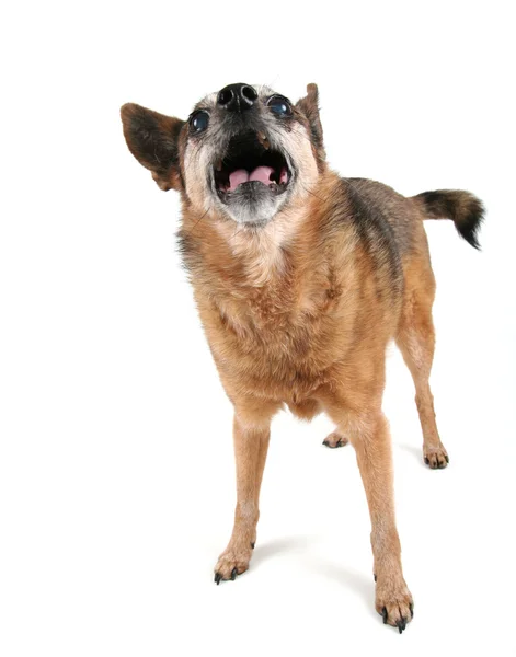 Chihuahua jadeando con la lengua fuera —  Fotos de Stock