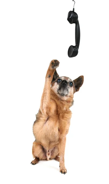 Cute chihuahua talking on phone — Stock Photo, Image