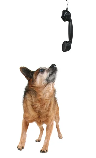 Lindo chihuahua hablando por teléfono — Foto de Stock