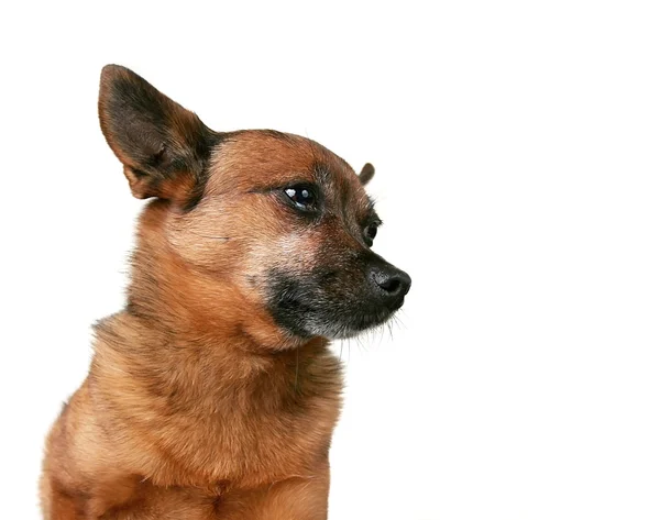 Nice looking chihuahua profile — Stock Photo, Image