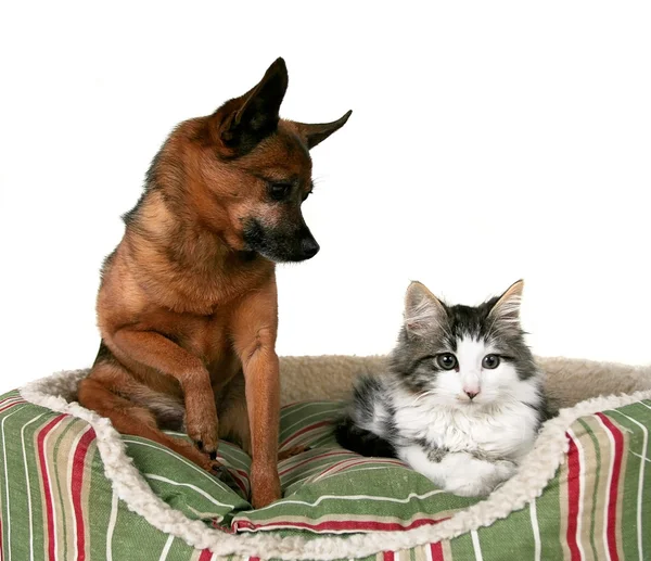 Gatinho e chihuahua na cama de estimação listrada — Fotografia de Stock