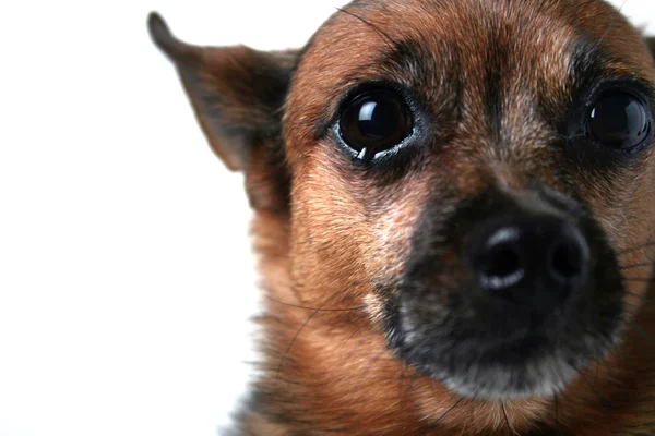 Chihuahua na twarz — Zdjęcie stockowe
