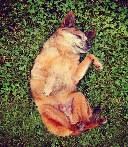 Chihuahua rollen in het gras — Stockfoto