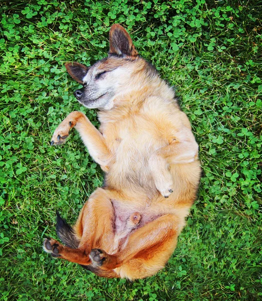 Chihuahua rollen in het gras — Stockfoto