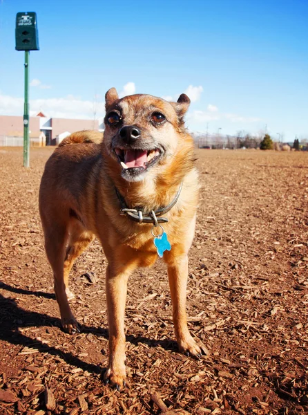 Hund på hund park — Stockfoto