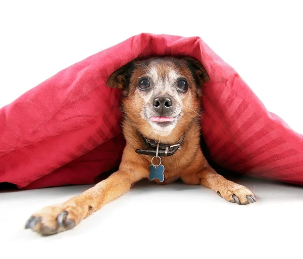 Chihuahua under the covers — Stock Photo, Image