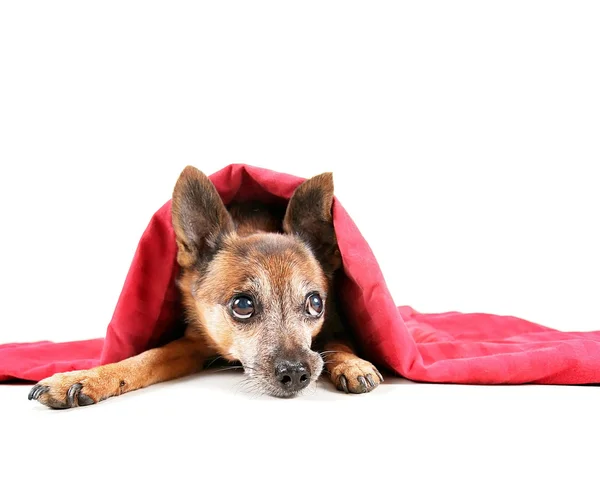 Chihuahua onder de dekens — Stockfoto