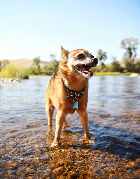 Cute dog outside — Stock Photo, Image